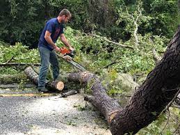 Best Leaf Removal  in London, CA