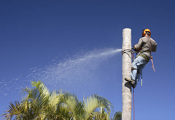 How Our Tree Care Process Works  in  London, CA