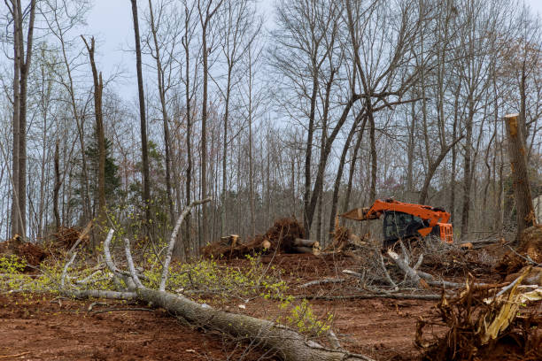 Best Hazardous Tree Removal  in London, CA