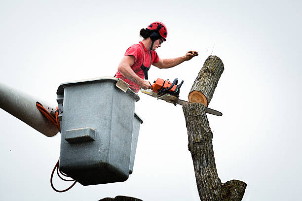 Best Tree Mulching  in London, CA