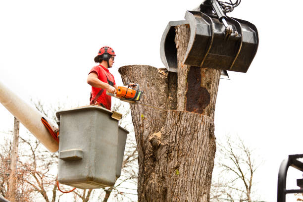 Best Tree Preservation Services  in London, CA